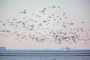 Flock Of Glossy Ibis In Flight Over Donana Wetlands, Sevilla, Spain photo