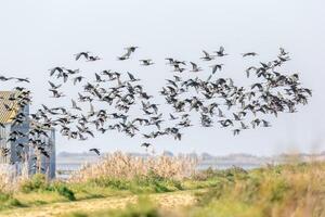 Flock Of Glossy Ibis In Flight Over Donana Wetlands, Sevilla, Spain photo