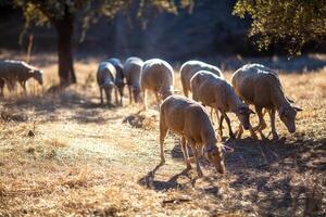 Sheep Grazing Freely in the Dehesa, Sierra De Cordoba, Andalusia, Spain photo