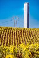 Solar Thermal Plant and Power Lines in Sunflower Field photo