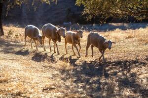 Sheep Grazing Freely in the Dehesa, Sierra De Cordoba, Andalusia, Spain photo