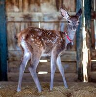 Close up of a Fawn in a Rustic Barn Setting photo