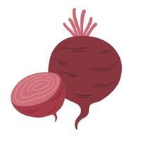 Red table sugar beet composition. Whole fresh beetroot and its cut piece. Root vegetable. Flat illustration of healthy raw veggie isolated on white background vector