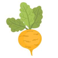 Fresh turnip with leaves. Icon of swede tuber with tops. Raw root vegetable. Flat illustration of natural veggie isolated on white background vector