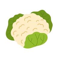Fresh raw cauliflower with leaf. Healthy food plant. Icon of vegetable with leaves. Colored flat illustration of veggie isolated on white background vector