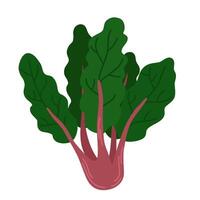 Bunch of fresh Swiss chard with red stems and green leaf. Raw leafy vegetable. Icon of beet spinach. Flat illustration of veggie with leaves isolated on white background vector