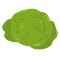 Fresh whole cabbage with green leaves. Head of raw leafy kale. Icon of natural organic vegetable. Flat illustration of veggie ingredient isolated on white background vector