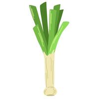 Green leek stalk. Icon of raw fresh vegetable. Food plant with stem and leaf. Colored flat illustration of natural veggie isolated on white background vector