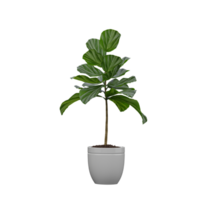 3d rendering of Fiddle-leaf fig Plant in pot png