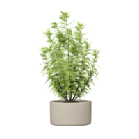 3d rendering of Fern isolated on transparent Canvas png