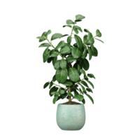 3d rendering of Rubber fig tree isolated on transparent Canvas png
