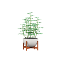 3d rendering of Polyscias fruticosa in pot isolated on transparent Canvas png