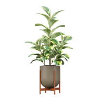 3d rendering of Rubber fig in pot isolated on transparent Canvas png
