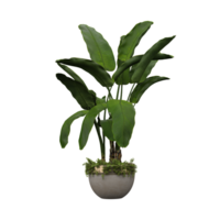 3d rendering of Banana palm in pot on isolated Canvas png