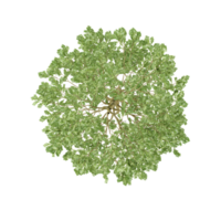 Top view of Silver birch tree on isolated Canvas png