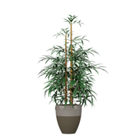 3d rendering of Royal bamboo plant in pot on isolated Canvas png