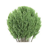 3d rendering of Box plant isolated on canvas png