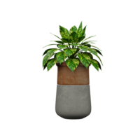 3d rendering of Aglaonema in pot isolated on transparent Canvas png
