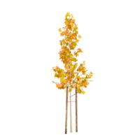 3d rendering of Autumn Yellow tree png
