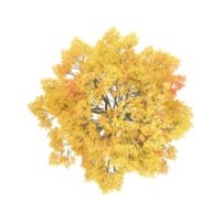 set of isolated fall leaves tree on canvas from top view angel png