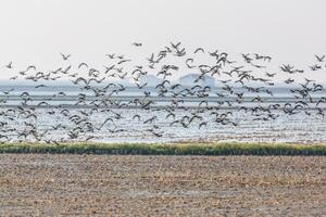 Flock Of Glossy Ibis In Flight Over Donana Wetlands, Sevilla, Spain photo