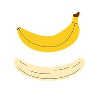 Set of various bananas. Banana in peel and peeled banana in hand drawn doodle style vector