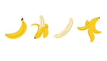 Banana fruit set. Hand drawn collection with bananas. Whole banana, half opened peel, only peel and peeled banana vector
