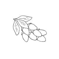 Multiple goji berries on the branch with leaves. Hand-drawn illustration, isolated on white. vector