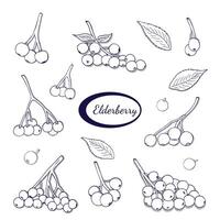Hand-drawn Elderberry berry set. Branch of ripe elderberry element. Isolated on white background vector