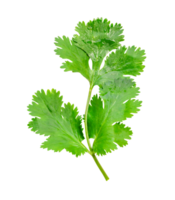 Top view of fresh green coriander or Chinese parsley leaf isolated with clipping path in file format png
