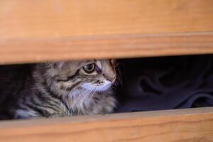 Curious Cat Hiding Inside Wooden Drawer photo