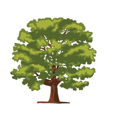 color simple illustration of a large deciduous Oak tree.
