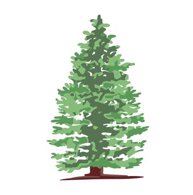 Colored simple illustration of Christmas tree, spruce.