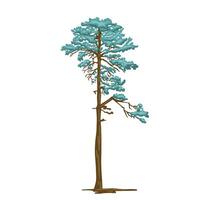 Colored simple illustration of pine tree mast drawing vector