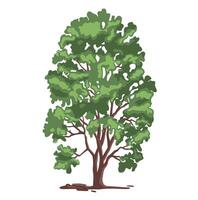 Colored simple illustration of deciduous birch tree. vector