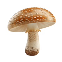 Detailed Mushroom Image for Design Projects on a transparent background. png