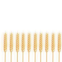 Wheat field for illustration. realistic wheat background. illustration vector