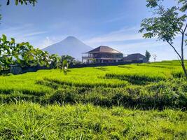 A beautiful clear sky view of the neatly organized and green agricultural rice fields with a nice big house in the background and Mount Penanggungan in the background. photo