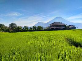 A beautiful clear sky view of the neatly organized and green agricultural rice fields with a nice big house in the background and Mount Penanggungan in the background. photo