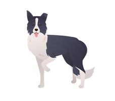 Border Collie dog cartoon character in modern flat style. Standing herding dog with two colored coat on white background vector