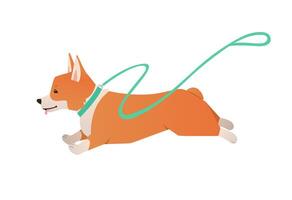 Welsh Corgi dog running with leash. Happy pet flat illustration isolated on white background vector