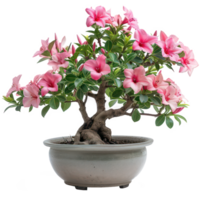 Impala lily as bonsai plants in a pot, isolated on background. Houseplant, that grow outdoor for decorative purpose. Minimal creative garden decorative concept green and fresh png