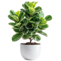 A Ficus lyrata in a white ceramic pot, isolated on background. Houseplant, office desk decor, that grow indoor for decorative purpose. Minimal creative home decorative concept green and fresh png