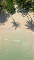Tropical beach with palm tree shadows on the sand and crystal clear waves video