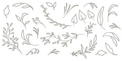 Set of branches and leaves. Hand drawn botanical elements. vector