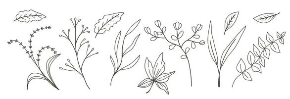 Hand drawn floral minimal elements in line art style. Botanical collection vector