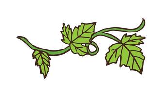 Hand drawn ivy illustration on white background vector