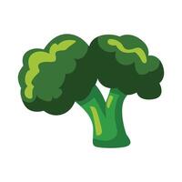 Fresh broccoli vegetable illustration on white background vector