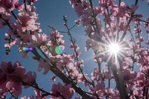 peach tree with pink flowers and a blue sky. The sun is shining on the tree. photo