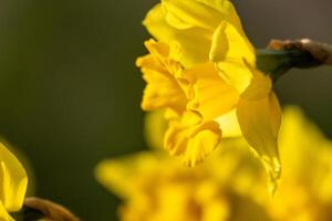 A bunch of yellow flowers with a blurry background. The flowers are in full bloom and are the main focus of the image. photo